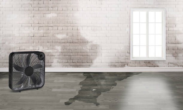 Best Flood damage cleanup  in Coral Hills, MD